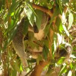 Newcastle - Blackbutt Reserve 
